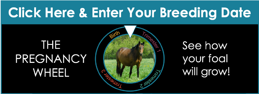 Click Here & Enter Your Breeding Date - The Pregmamcy Wheel - See How Your Foal Will Grow!